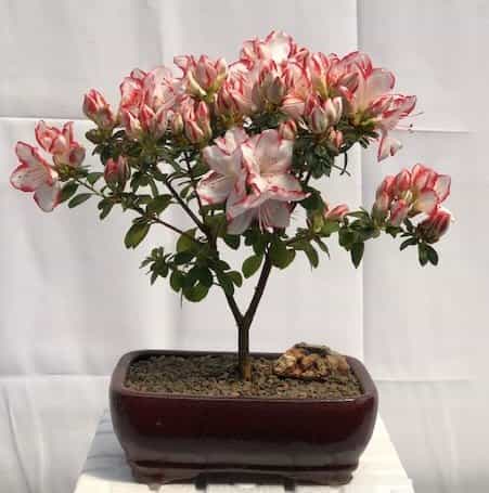 Flowering Azalea Bonsai Tree (Azalea Japonica 'Sachsenstern')